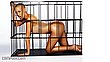 amber_rose_33.jpg